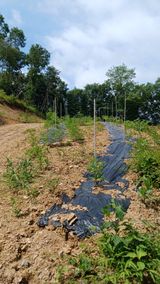팜모닝 기타작물·영농일지 게시글 이미지