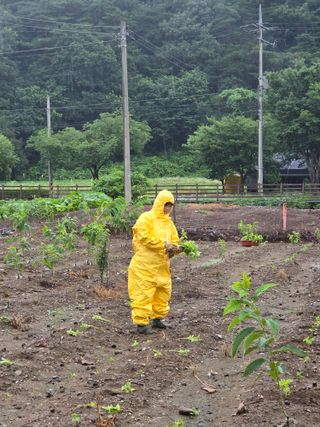 황인동님의 기타작물 · 영농일지 작성글 사진