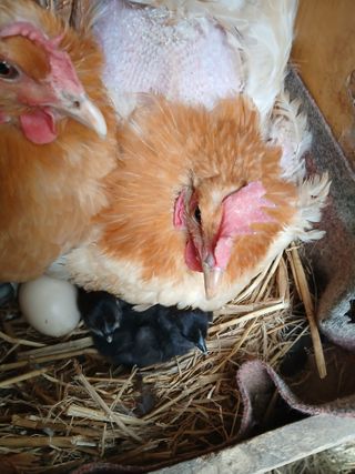 향양농장 사랑합니다님의 기타작물 · 영농일지 작성글 사진