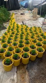 팜모닝 기타작물·영농일지 게시글 이미지