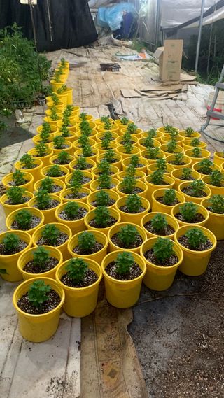 원스피릿팜님의 기타작물 · 영농일지 작성글 사진