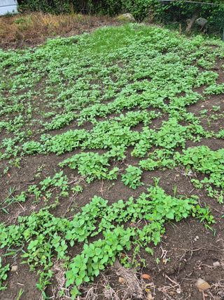 진문거사님의 들깨 · 영농일지 작성글 사진