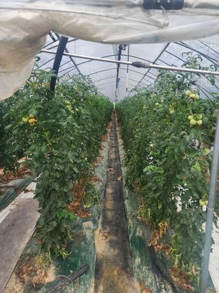 열혈특공님의 토마토 · 영농일지 작성글 사진