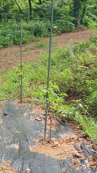 박준권님의 기타작물 · 영농일지 작성글 사진