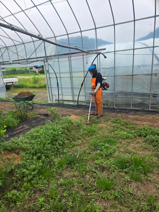 땍은이님의 고추 · 영농일지 작성글 사진