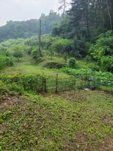 팜모닝 자두·영농일지 게시글 이미지