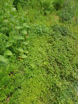 팜모닝 기타작물·영농일지 게시글 이미지