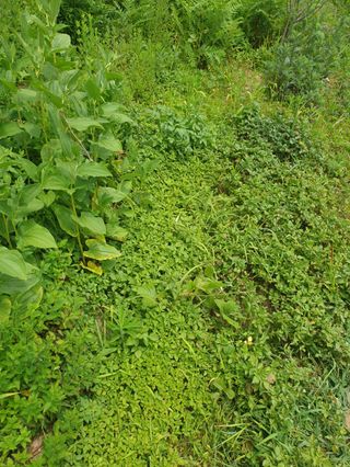 김윤숙님의 기타작물 · 영농일지 작성글 사진