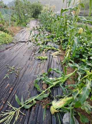 최인환님의 기타작물 · 영농일지 작성글 사진