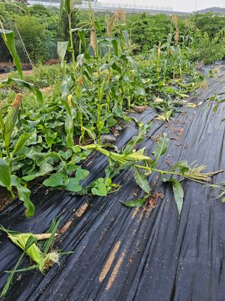 최인환님의 기타작물 · 영농일지 작성글 사진