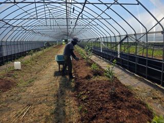 땍은이님의 블루베리 · 영농일지 작성글 사진