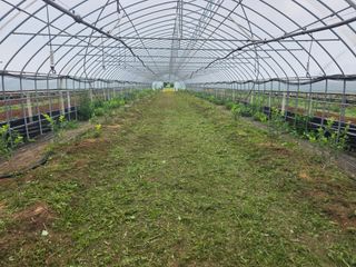 땍은이님의 고추 · 영농일지 작성글 사진