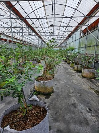 제주 지안이네농장님의 블루베리 · 영농일지 작성글 사진