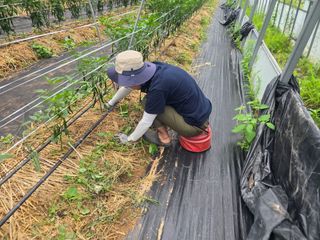 땍은이님의 고추 · 영농일지 작성글 사진