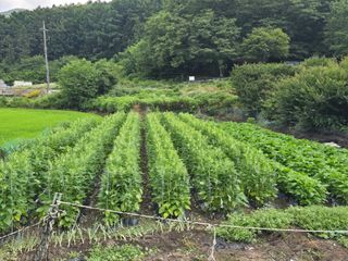 김대기님의 기타작물 · 영농일지 작성글 사진