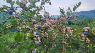 여우내 이순홍님의 블루베리 · 영농일지 작성글 사진