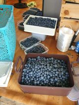 팜모닝 블루베리·영농일지 게시글 이미지