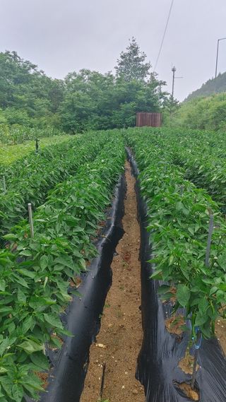 덕골아저씨님의 기타작물 · 영농일지 작성글 사진