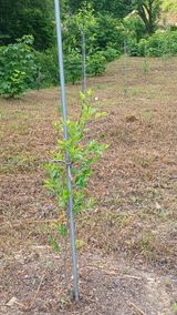 팜모닝 기타작물·영농일지 게시글 이미지