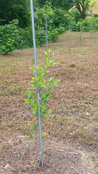 박준권님의 기타작물 · 영농일지 작성글 사진