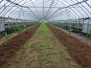 땍은이님의 고추 · 영농일지 작성글 사진