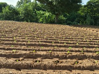 윤영숙소화데레사님의 들깨 · 영농일지 작성글 사진