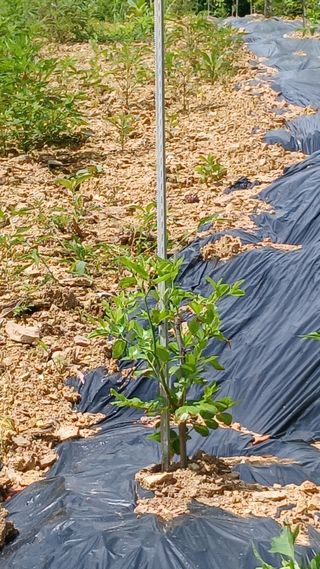 박준권님의 기타작물 · 영농일지 작성글 사진