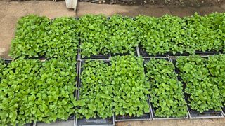 김흥환 님의 들깨 · 영농일지 작성글 사진