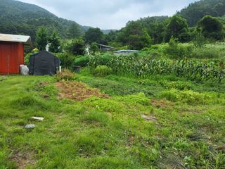 고향역03님의 고추 · 영농일지 작성글 사진