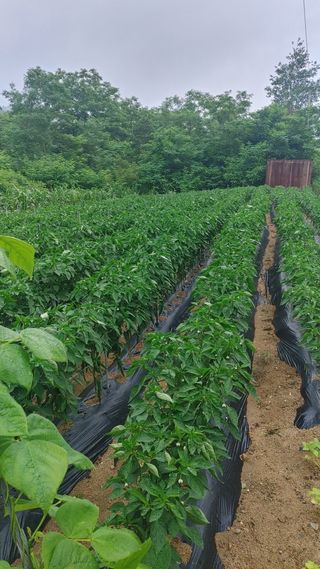 덕골아저씨님의 기타작물 · 영농일지 작성글 사진