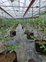 팜모닝 블루베리·영농일지 게시글 이미지