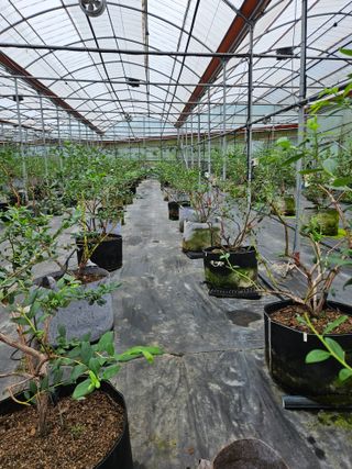 제주 지안이네농장님의 블루베리 · 영농일지 작성글 사진