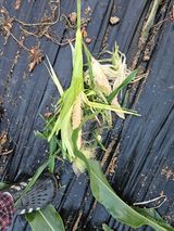 팜모닝 기타작물·영농일지 게시글 이미지