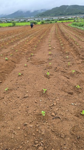 김흥환 님의 들깨 · 영농일지 작성글 사진