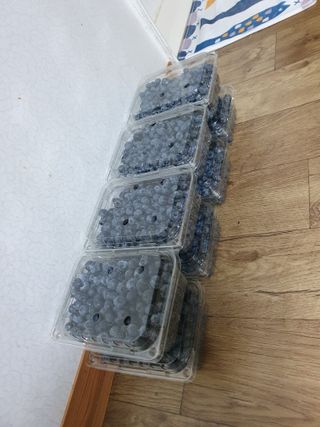 동강님의 블루베리 · 영농일지 작성글 사진