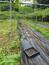 팜모닝 기타작물·영농일지 게시글 이미지