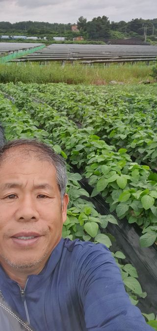 전주이상권님의 콩 · 영농일지 작성글 사진