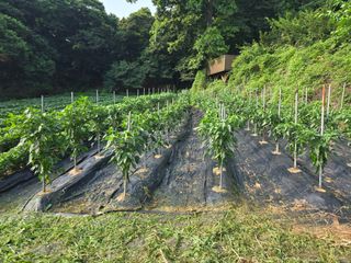강화화도님의 기타작물 · 영농일지 작성글 사진