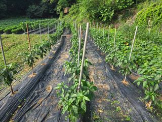 강화화도님의 기타작물 · 영농일지 작성글 사진