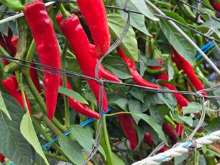 고추농사 정 미라님의 고추 · 영농일지 작성글 사진