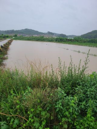 고추님의 벼 · 영농일지 작성글 사진