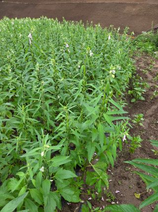 친환경아줌아님의 참깨 · 영농일지 작성글 사진