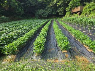 강화화도님의 기타작물 · 영농일지 작성글 사진