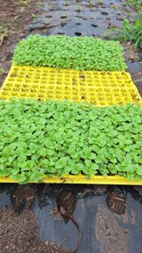 팜모닝 들깨·영농일지 게시글 이미지