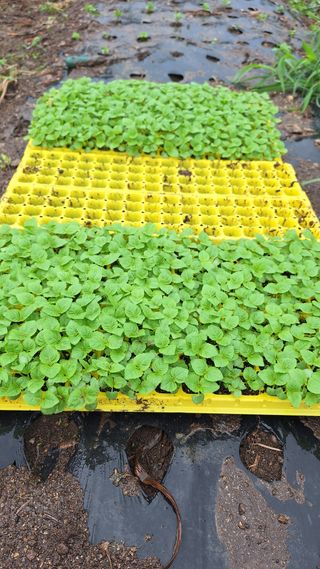 오남현님의 들깨 · 영농일지 작성글 사진