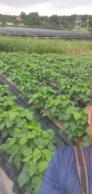 전주이상권님의 콩 · 영농일지 작성글 사진