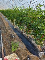 팜모닝 기타작물·영농일지 게시글 이미지