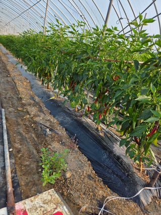 친환경아줌아님의 기타작물 · 영농일지 작성글 사진