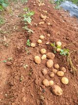 팜모닝 감자·영농일지 게시글 이미지