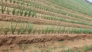 김은아님의 파 · 영농일지 작성글 사진